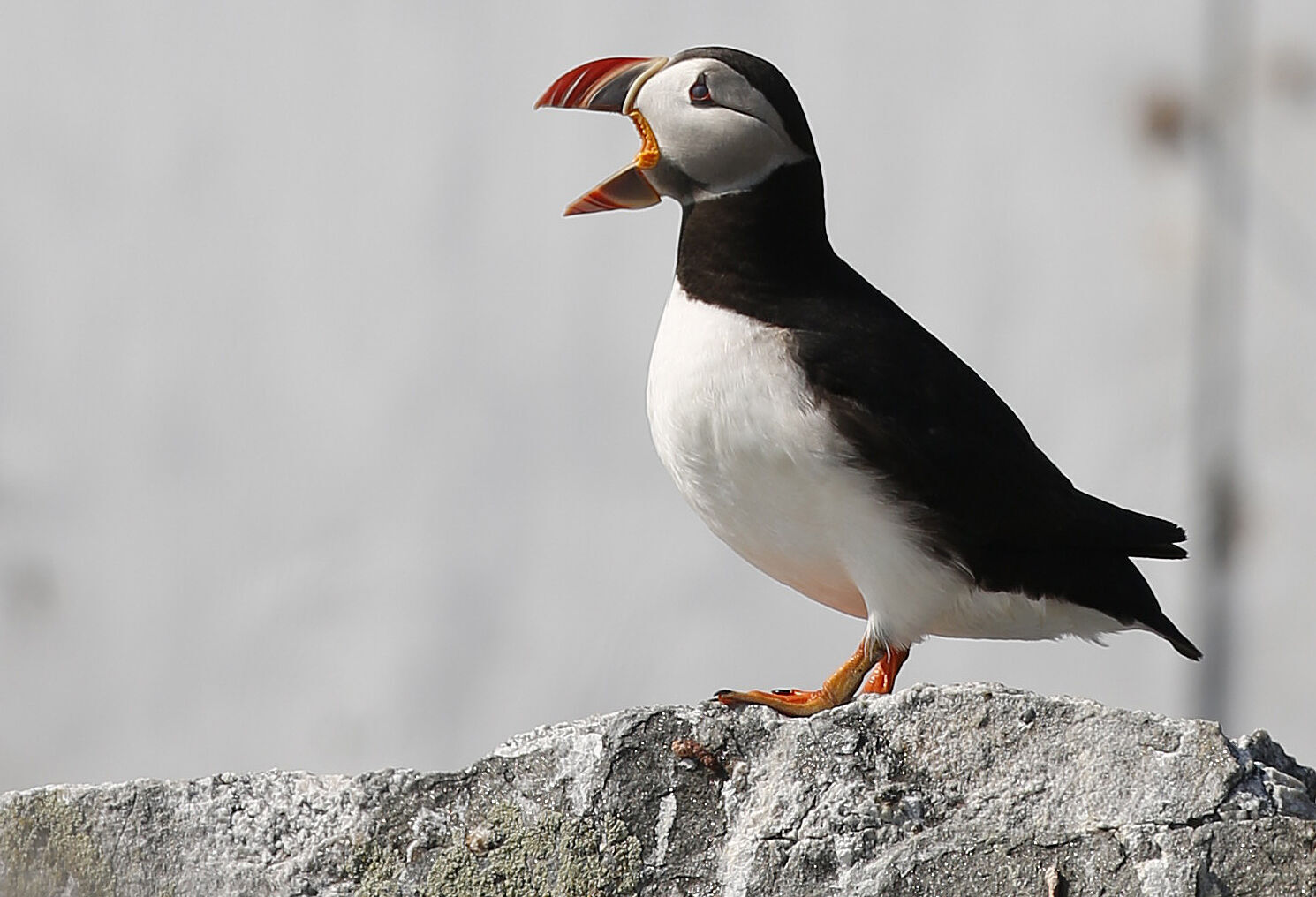 Puffin Peeping
